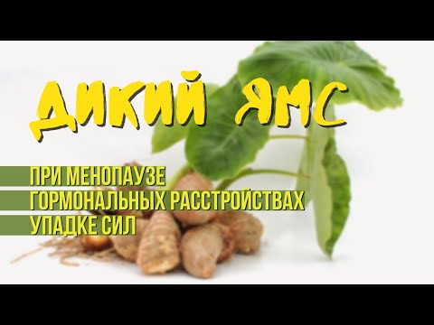 Видео: Что такое дикий ямс? Прием дикого ямса. Диоскорея в народной медицине