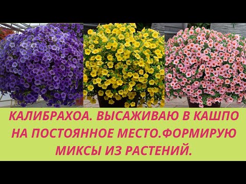 Видео: Калибрахоа. Высаживаюв в  кашпо на постоянное место. Миксы из калибрахоа. Уход после посадки.
