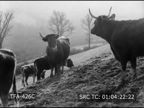 Видео: Корнуоллская долина (1944)