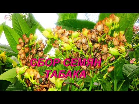 Видео: ДНЕВНИК ТАБАКОВОДА № 52 ( 14.09. Сбор семян табака ) ТАБАК