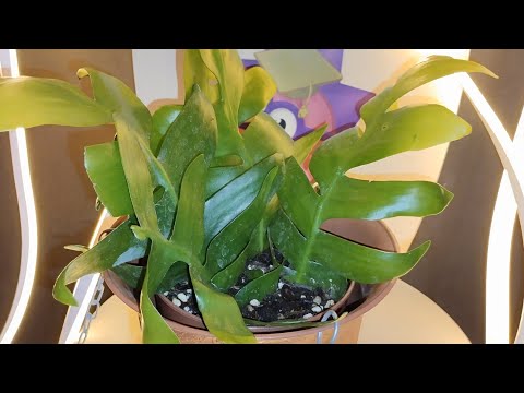 Видео: пересадка Epiphyllum chrysocardium Селеницереус Хризокардиум (марниера)