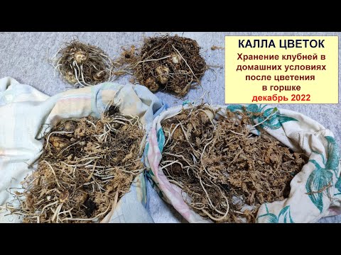 Видео: Калла. Как сохранить клубни каллы зимой в домашних условиях, после цветения в горшке на балконе?