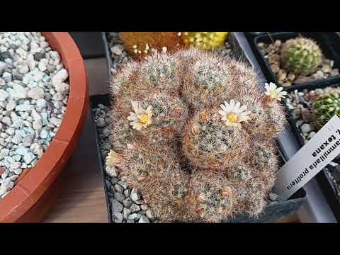 Видео: Кактусы в мае,цветение.Литопсы почти поменяли листья.Kakteen.Lithops.