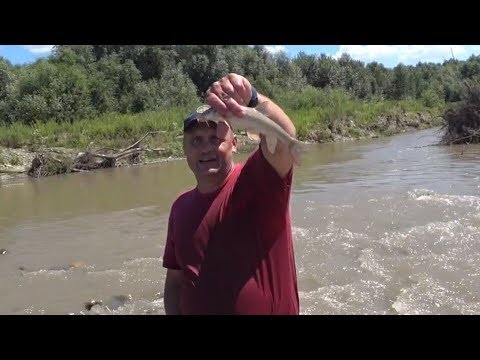 Видео: Как работает Американская Кастинговая сеть на горной реке. РЫБАЛКА