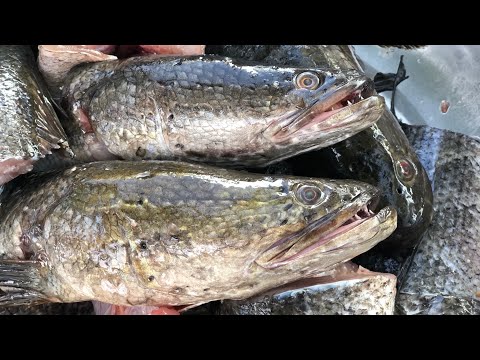 Видео: Узбекистан.Первый раз пробуем змееголова.