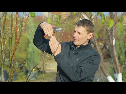 Видео: Правила обрізки плодових дерев.