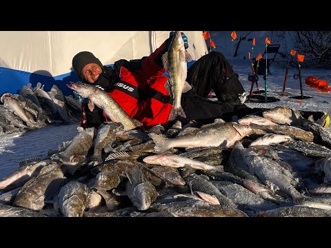 Видео: КОРЯЖНИК ЗАБИТ РЫБОЙ! СЛАБОНЕРВНЫМ РЫБАКАМ НЕ СМОТРЕТЬ! СУДАК НА ВИБЫ И ЖЕРЛИЦЫ! НУРА, КАЗАХСТАН!