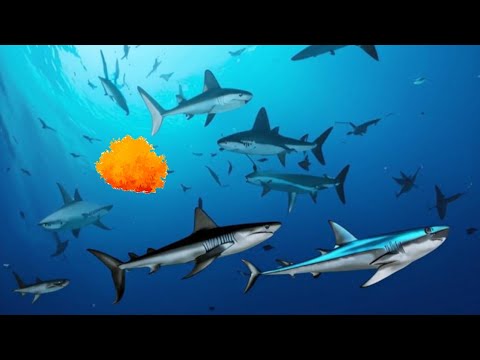 Видео: Hungry Shark Evolution | Играю за каждую акулу | Алан в очереди