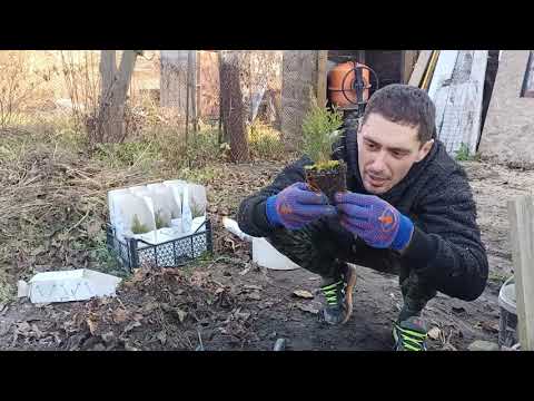 Видео: Туя "смарагд". Осенняя посадка туй.