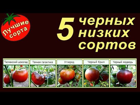 Видео: 5 ЧЕРНЫХ НИЗКОРОСЛЫХ УРОЖАЙНЫХ ТОМАТОВ (лучшие сорта томатов для открытого грунта)