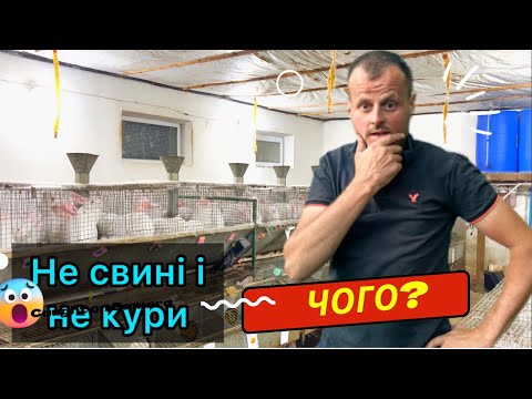 Видео: Чи варто запускати ферму кроликів в 2024 / З чого почати бізнес на кролях у 2024