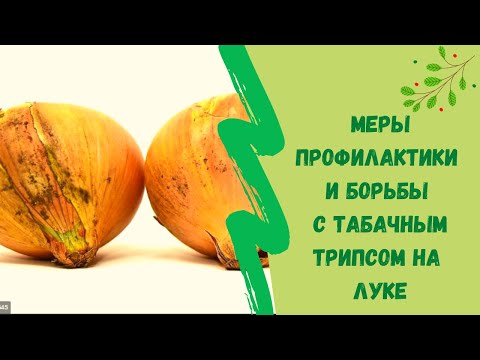 Видео: Меры профилактики и борьбы с табачным трипсом на луке