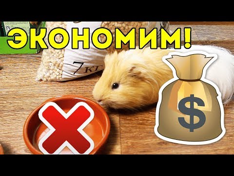 Видео: НЕТ ДЕНЕГ! Экономим... ЛАЙФХАКИ / КОРМ И НАПОЛНИТЕЛЬ ДЕШЕВО / SvinkiShow