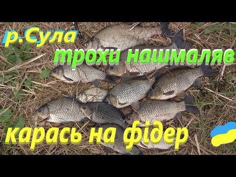 Видео: #Сула # Гарні карасі на фідер #РибачуЯкУмію