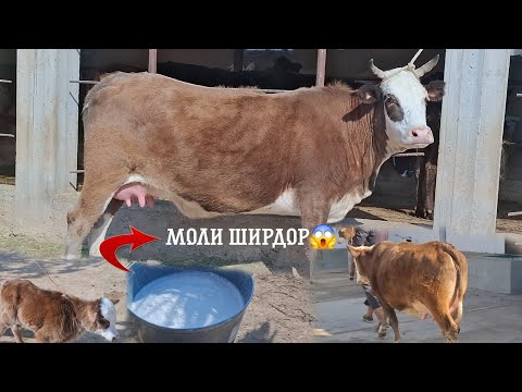 Видео: 😱ГОВИ ШИРИ ВА БУКАЧАДОР😱. ТЕЛ:+992 008 08 88 47🤙. 12 ноября 2025 г