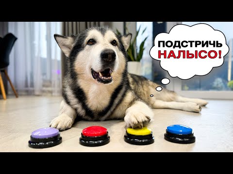 Видео: СОБАКА УПРАВЛЯЕТ МОИМ ДНЁМ С ПОМОЩЬЮ КНОПОК