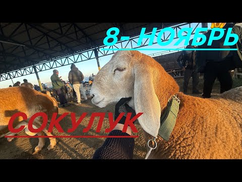 Видео: Кой базар сокулук мал базары 8- ноябрь