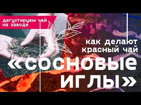 Видео: Как делают красный чай Сосновые Иглы. Дегустируем чай на заводе.
