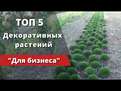 Видео: "ТОП - 5"  Декоративных растений для успешного начала бизнеса.