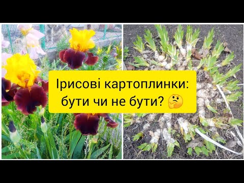 Видео: Як прорідити іриси. Коли проріджувати іриси найзручніше.