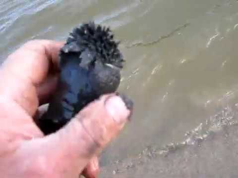 Видео: Магнетит.  Как собрать  на речном песке.