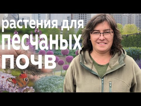 Видео: Растения для песчаных почв.