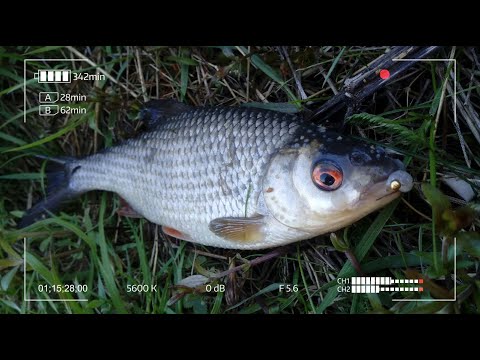 Видео: Ультралегкий спиннинг. В погоне за крупной плотвой в начале мая. Мормышинг
