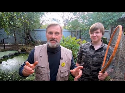 Видео: Испанский тритон и мокрый носок #амфибия