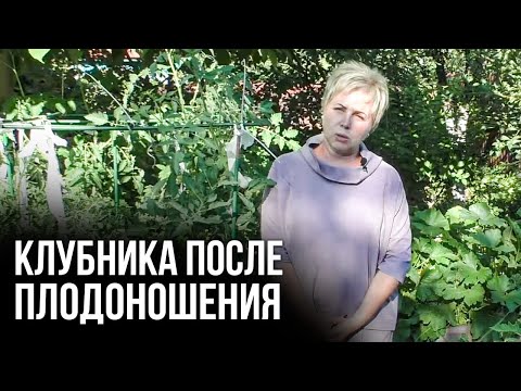 Видео: Выращивание клубники / Клубника после плодоношения / Лариса Зарубина об Органик Микс