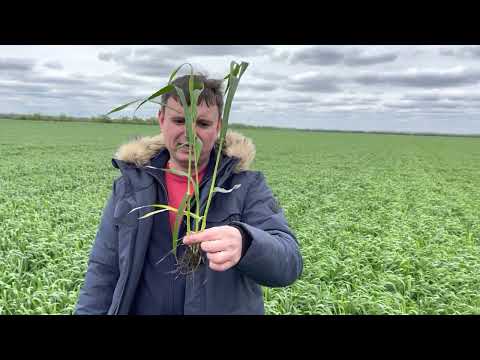 Видео: Состояние озимой пшеницы. ПР. 3 мая 2022года. Норма высева 2млн. Телеграмм канал - Фугустим.