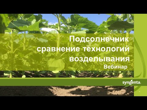 Видео: Подсолнечник: Как выбрать технологию возделывания в зависимости от условий хозяйства