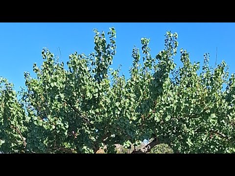 Видео: Хозяйство #иванатаман