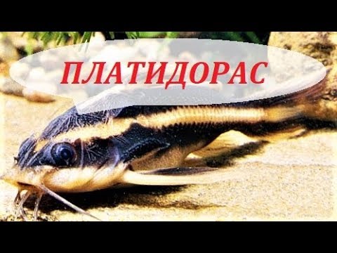 Видео: Сом Платидорас полосатый. Содержание, размножение, кормление, совместимость. Platydoras armatulus