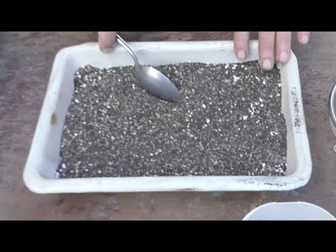 Видео: ГРУНТ ДЛЯ КАКТУСОВ (Часть 2)