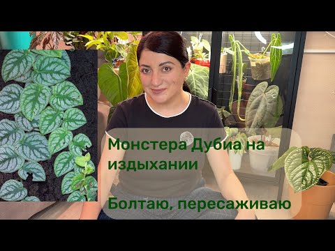 Видео: Умирающая монстера Дубиа. Пересадка, черенкование