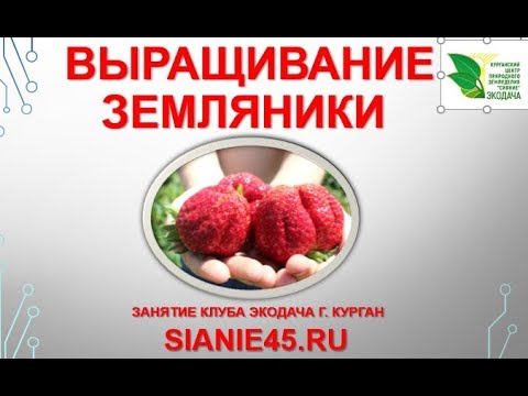 Видео: Выращивание земляники.