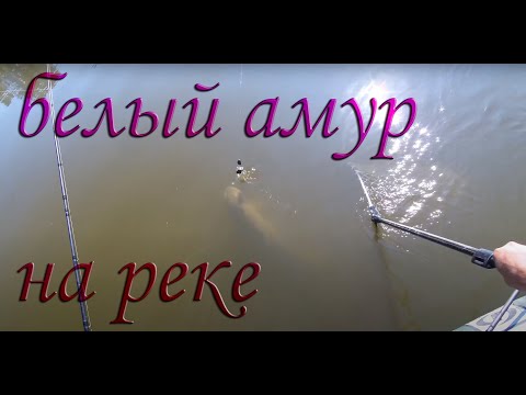 Видео: ЭТО НЕВЕРОЯТНО! Белый амур 10,5 кг, р. Хопёр, эпичное вываживание, как поймать крупную рыбу на реке?