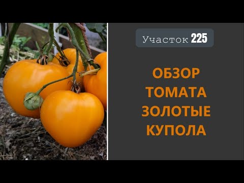 Видео: Томат Золотые купола. Красивый цвет, хороший вкус!