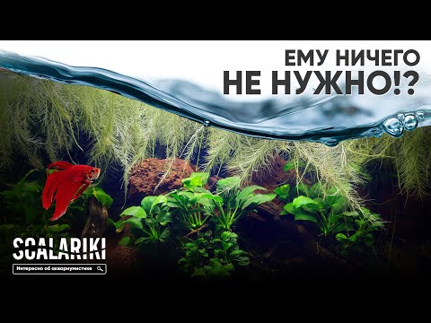 Видео: Мой самый неприхотливый аквариум