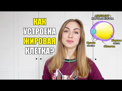 Видео: Как устроена жировая клетка (адипоцит)?