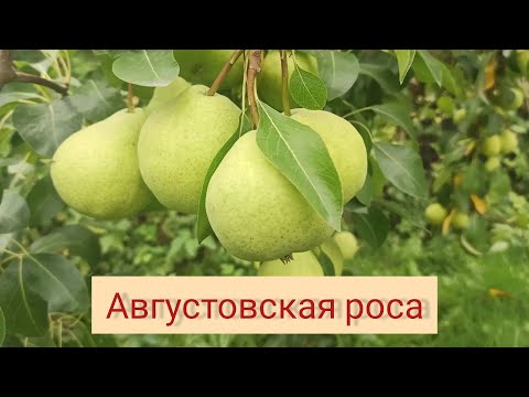 Видео: Груша Августовская Роса. Плюсы и минусы сорта. ИМХО.