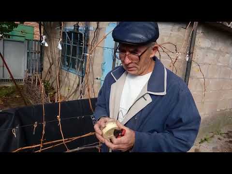 Видео: Осенняя обрезка кустов винограда для выращивания на вертикальной  плоскости беседки, второй год