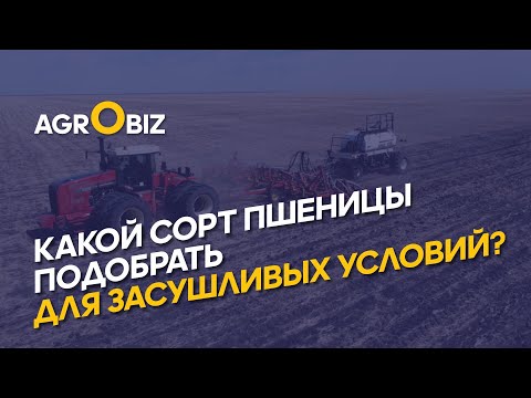 Видео: Селекция и посев устойчивых к засухе сортов пшеницы в Казахстане: какие новинки ждать в 2022 году﻿?