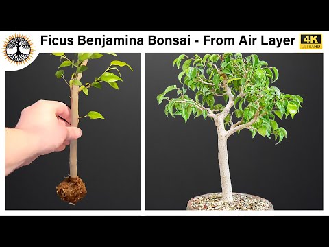 Видео: Бонсай из фикуса Бенджамина — из воздушного слоя