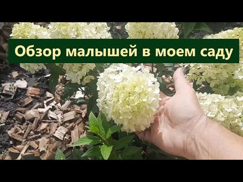 Видео: Гортензии /обзор новинок этого года. Как малыши растут и цветут.