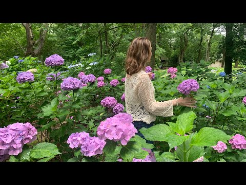 Видео: Гортензии цветут 💜💙💜