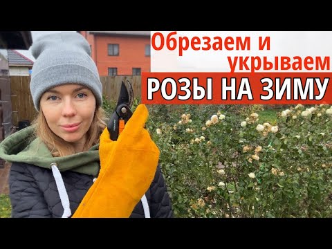 Видео: Пять вариантов укрытий для роз и всё, что вам нужно знать об осенней обрезке