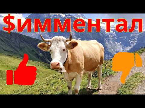 Видео: древнейшая порода коров симментальская порода коров