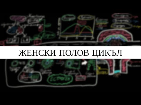 Видео: Женски полов цикъл