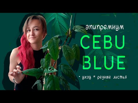 Видео: Эпипремнум CEBU BLUE / Как добиться РЕЗНЫХ листьев / Условия содержания и особенности